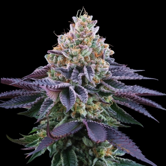 Coco Fresh Feminized Cannabis Seeds