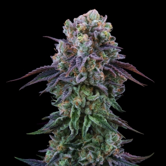 Coconut Cream Feminized Cannabis Seeds