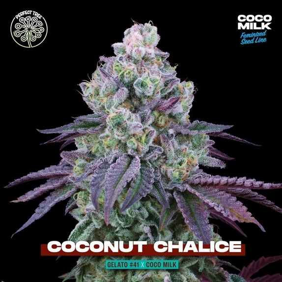 Coconut Chalice Feminized Cannabis Seeds