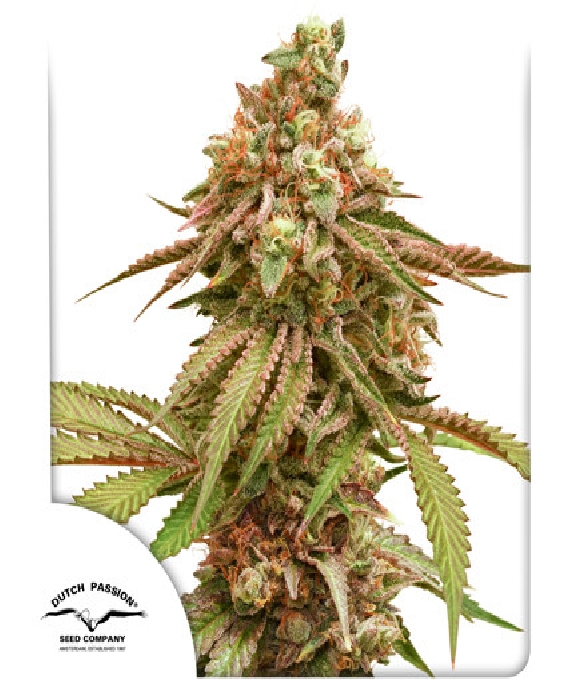 Tropical Tangie Cannabis Seeds