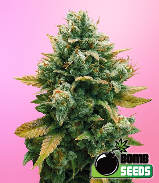 Godfather Bomb Cannabis Seeds