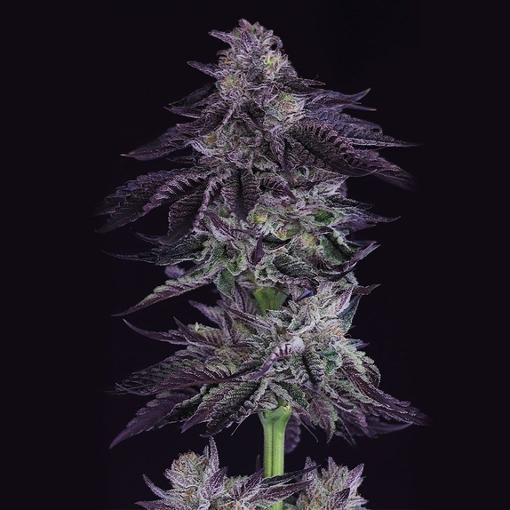 Grape X Regular Cannabis Seeds