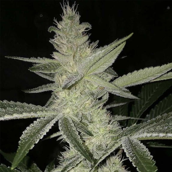 Strawberry Daze Regular Cannabis Seeds