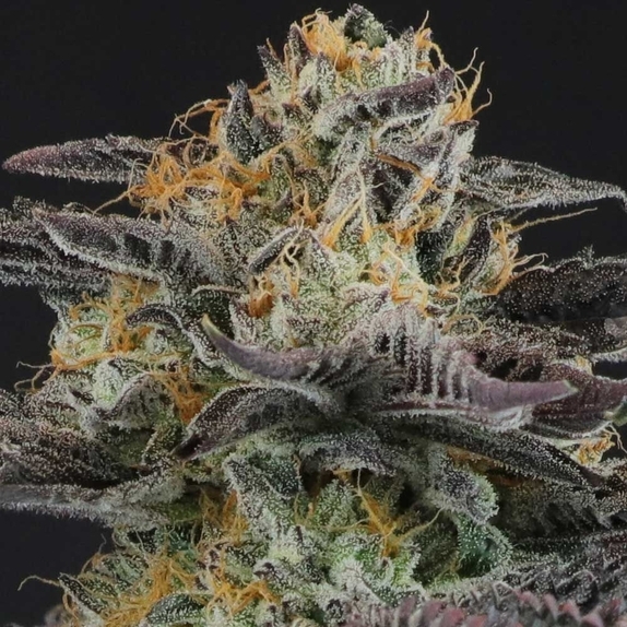 Strawnana Dulce Regular Cannabis Seeds