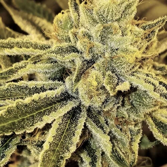 Strawnana Juice Regular Cannabis Seeds