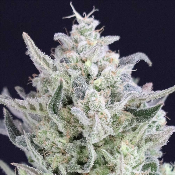 Tri Berry Regular Cannabis Seeds