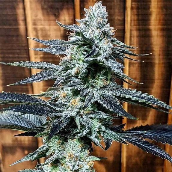 Crocketts Autodog Auto Cannabis Seeds