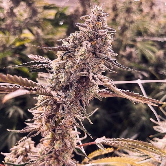 Animorph Mints Feminized Cannabis Seeds