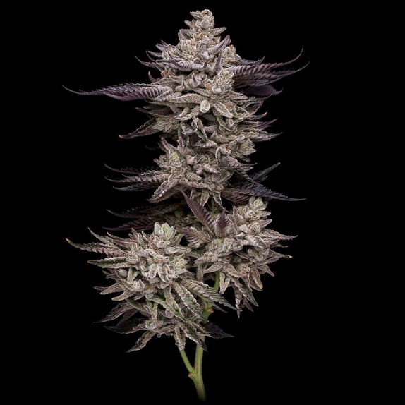 EL Valle Haze Cannabis Seeds