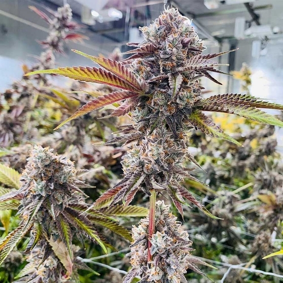 Jet Puft Cannabis Seeds