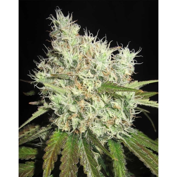 Cheese on Toast Regular Cannabis Seeds