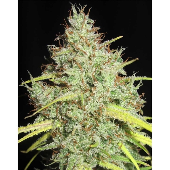 Darkside Cheese Regular Cannabis Seeds