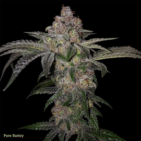 Pure Runtzy Cannabis Seeds