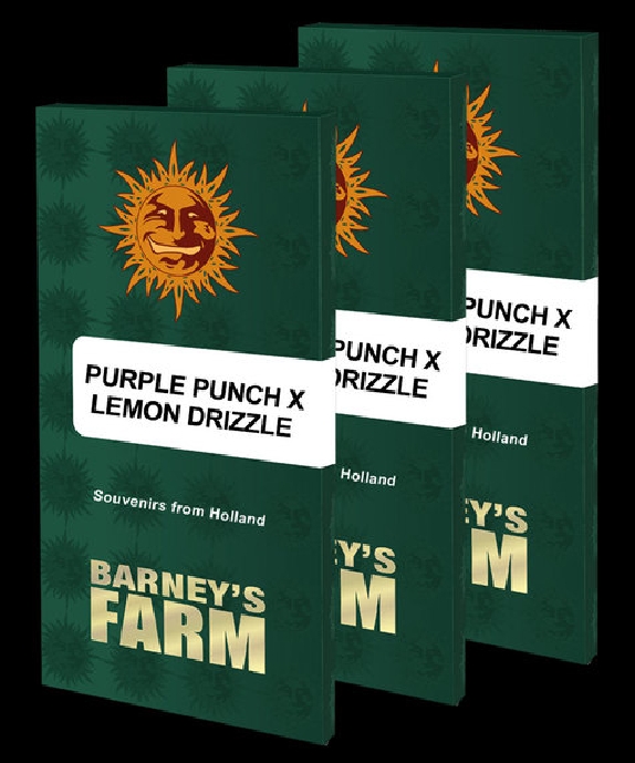 Purple Punch x Lemon Drizzle Cannabis Seeds