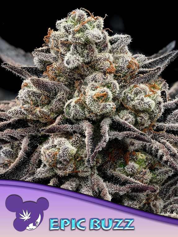 Epic Buzz Cannabis Seeds