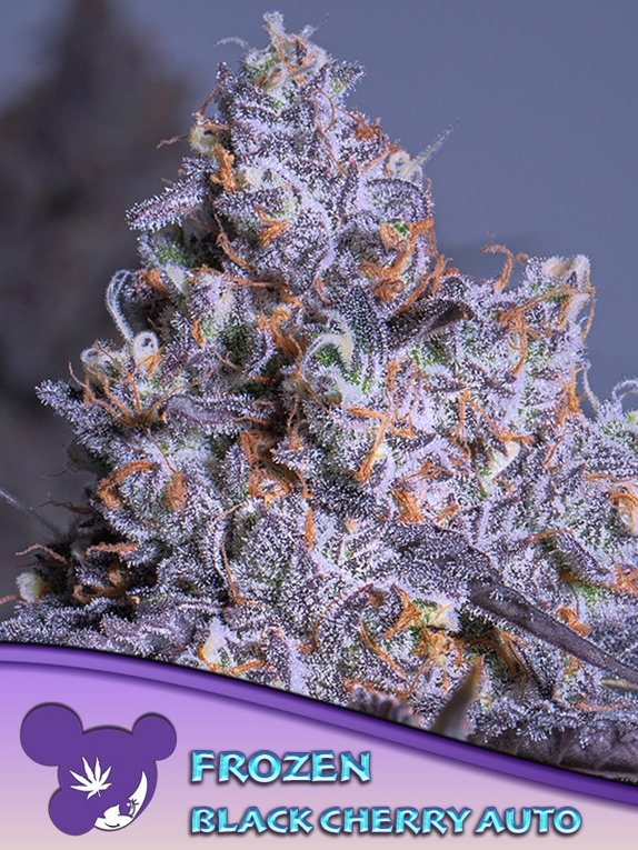 Frozen Black Cherry Auto Cannabis Seeds