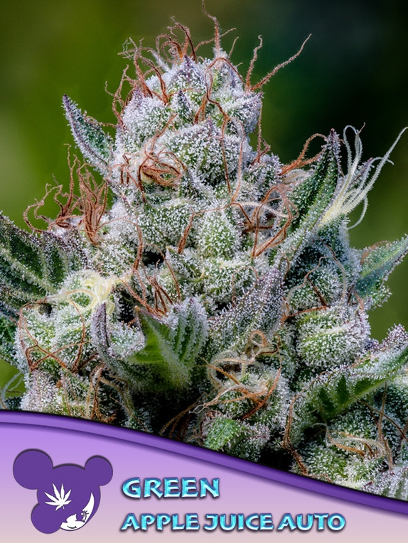 Green Apple Juice Auto Cannabis Seeds