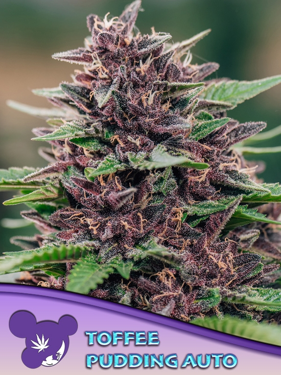 Toffee Pudding Auto Cannabis Seeds