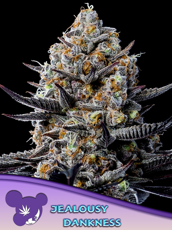 Jealousy Dankness Cannabis Seeds