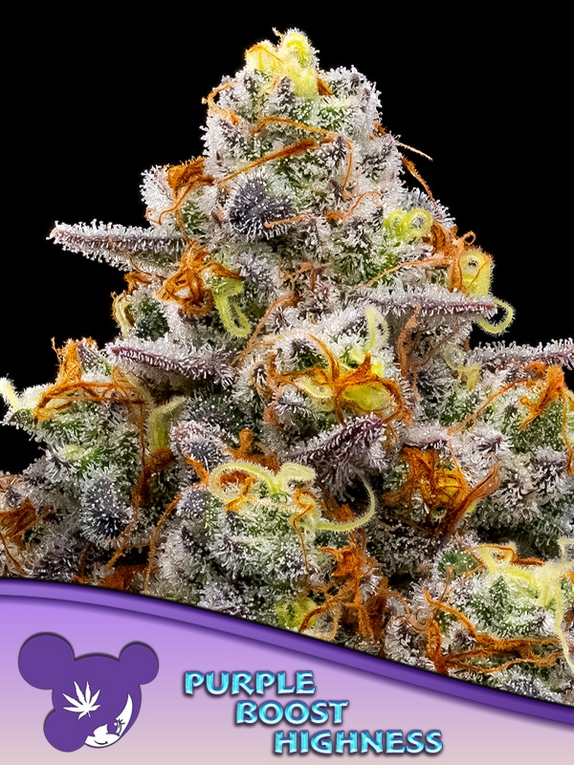 Purple Boost Highness Cannabis Seeds