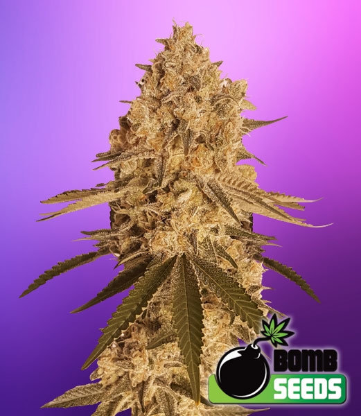 Baked Bomb Cannabis Seeds