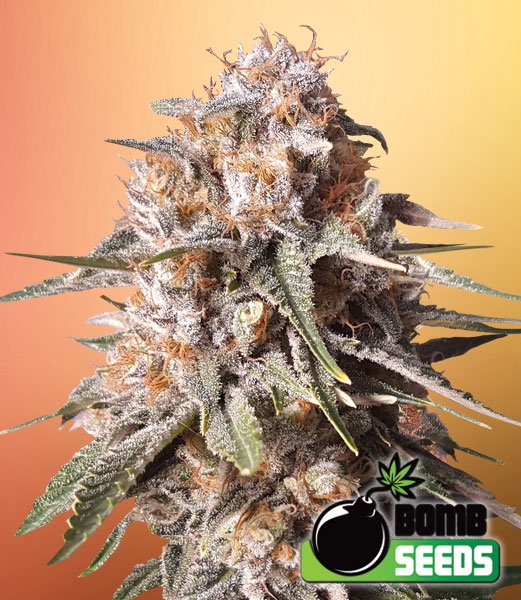 Baked Bomb Auto Cannabis Seeds