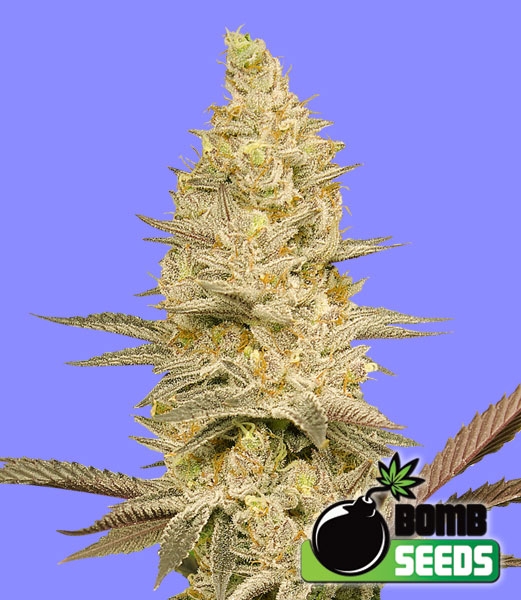 Glookie Bomb Cannabis Seeds