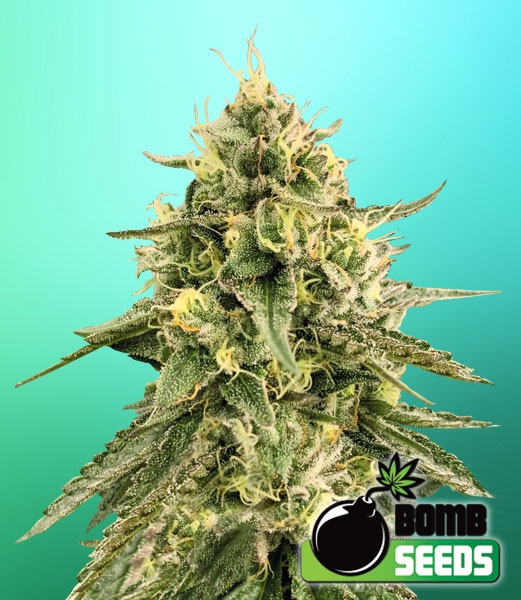 Monkey Bomb Cannabis Seeds