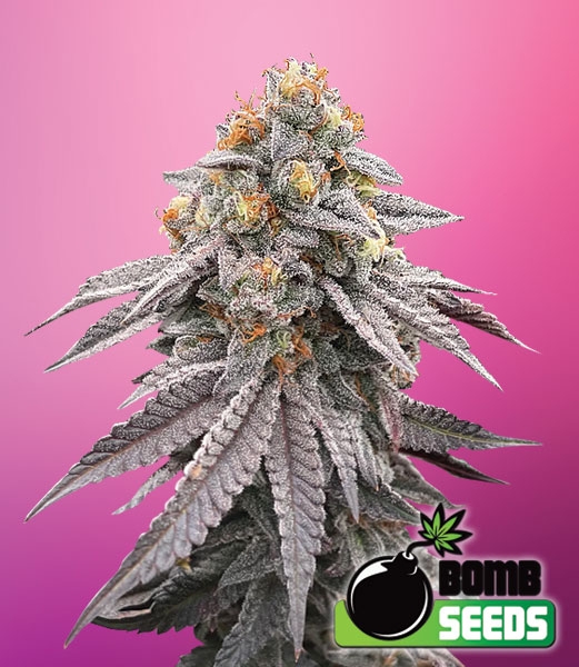 Runtz Bomb Cannabis Seeds