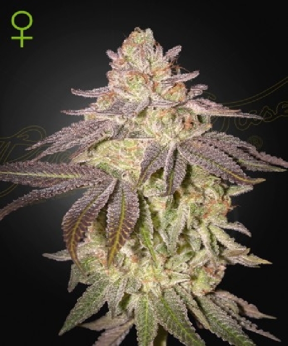 Black Toffee Auto Cannabis Seeds