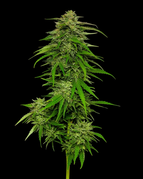 Mango Sherbet Cannabis Seeds