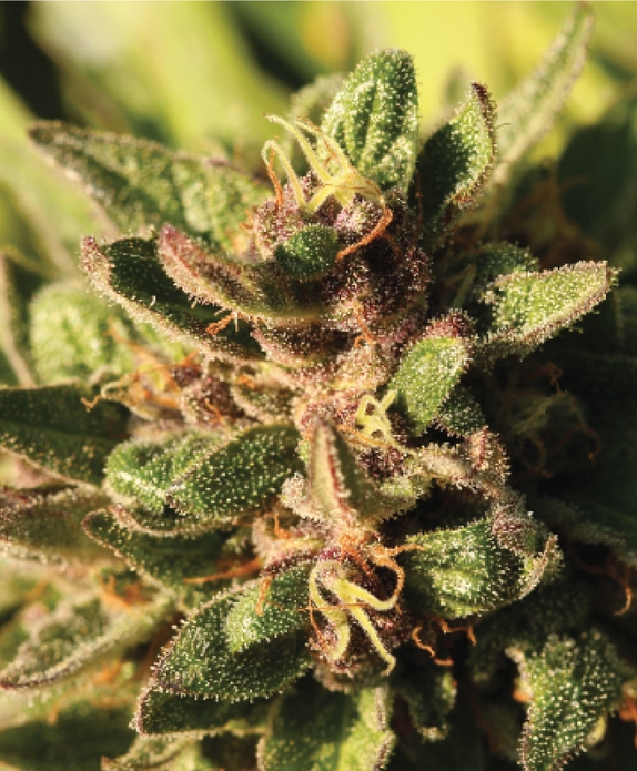 Pineapple Muffin regular Cannabis Seeds