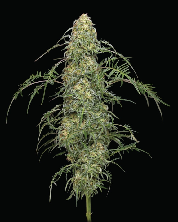 Freakshow feminised Cannabis Seeds