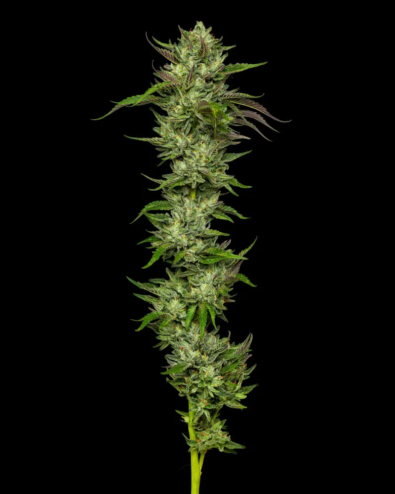 Slightly Stoopid Collie Man Kush Cannabis Seeds