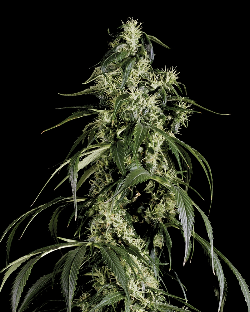 Arjan's Haze #1 Cannabis Seeds