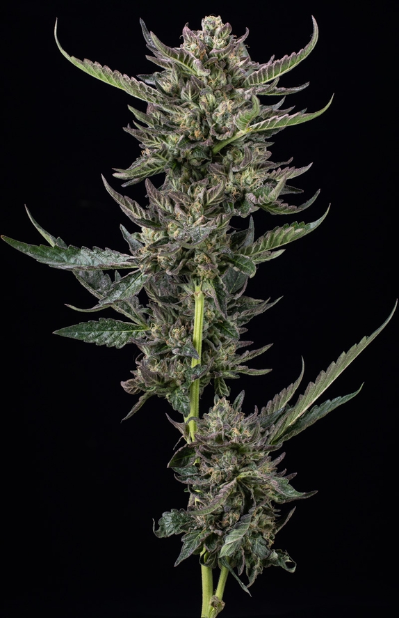 Notorious THC Cannabis Seeds