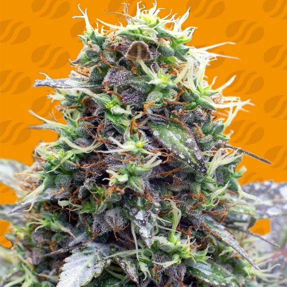 Sherbet Moonrocks Cannabis Seeds