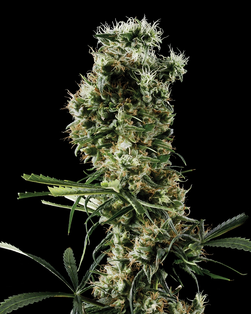 Mango Haze AKA Arjan's Haze #2 Cannabis Seeds