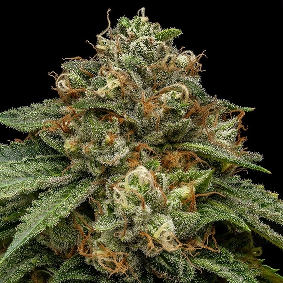 Kroma Cannabis Seeds
