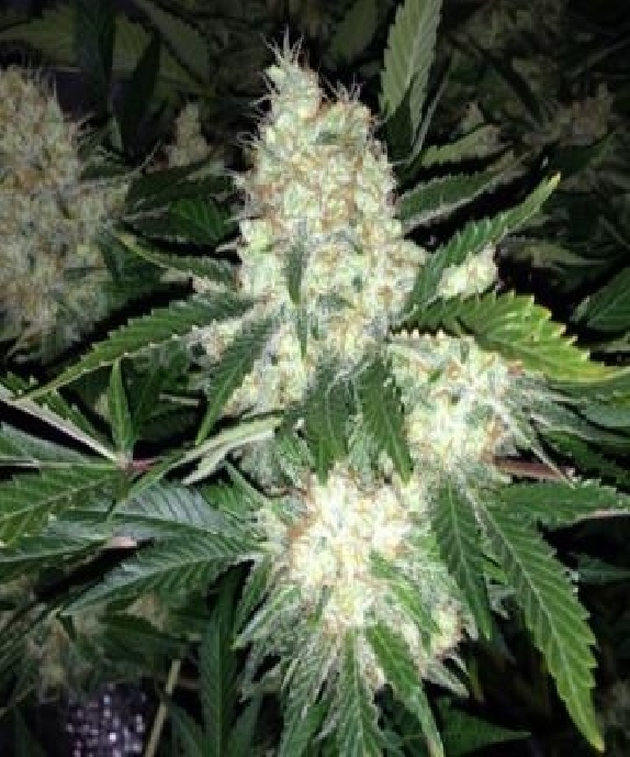 AK27 Express Auto Cannabis Seeds