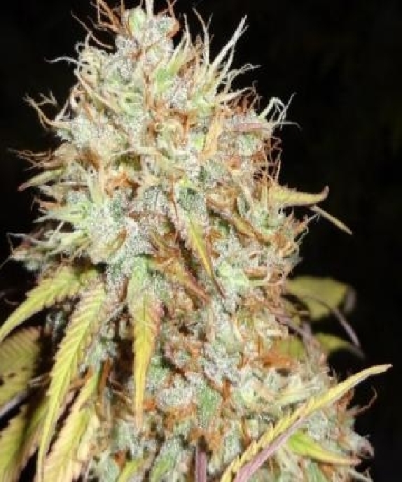 Amnesia Express Auto Cannabis Seeds