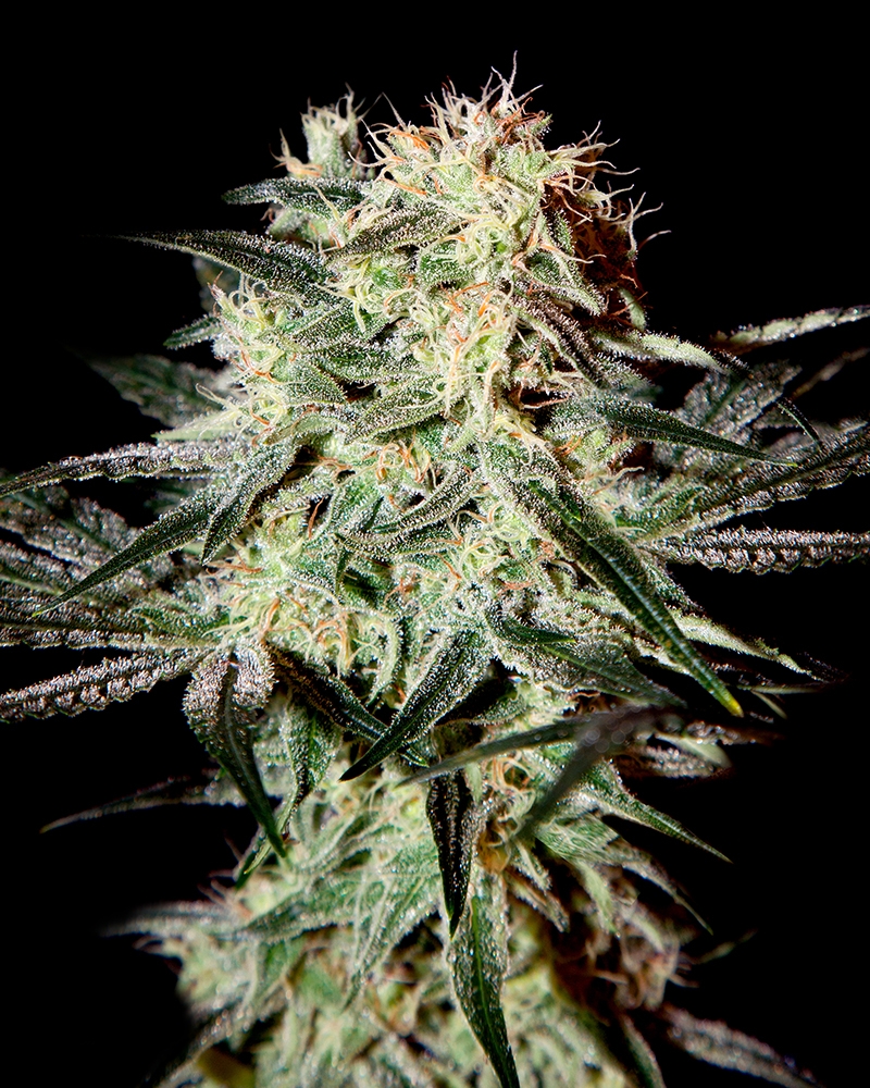 Arjan's Strawberry Haze Cannabis Seeds