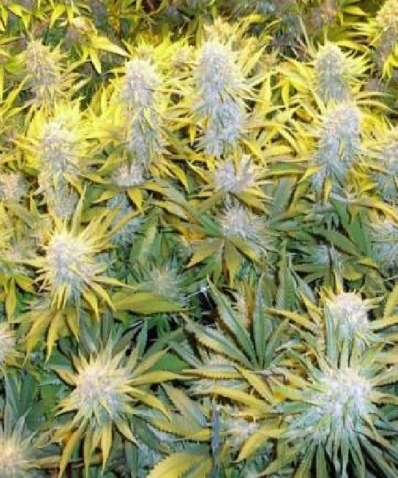 CBD Critical Mass Cannabis Seeds