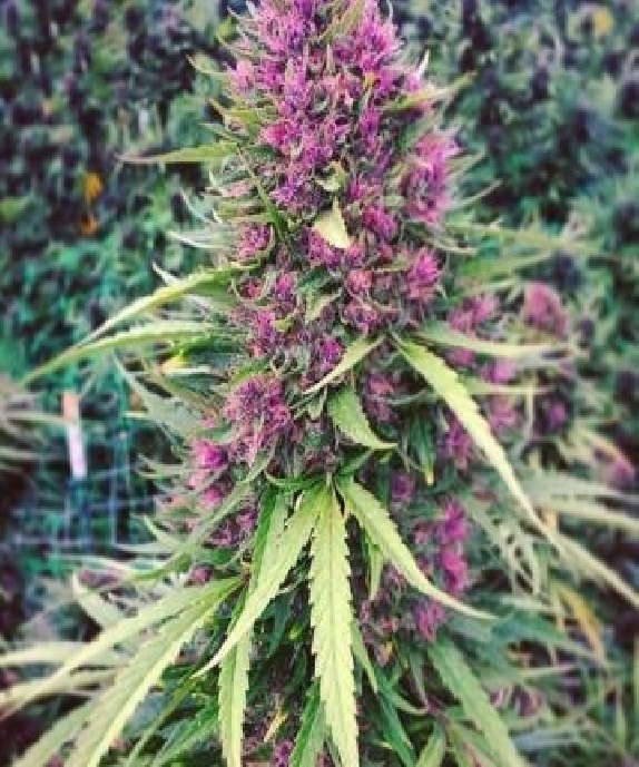 Good Shit Cannabis Seeds