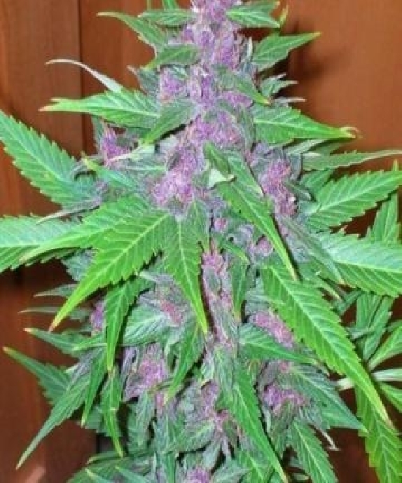 Good Shit Auto Cannabis Seeds