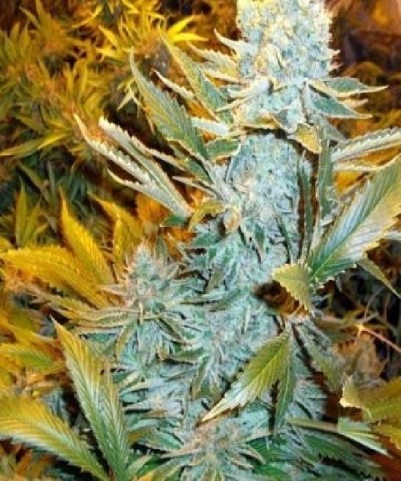 Haze Express Auto Cannabis Seeds