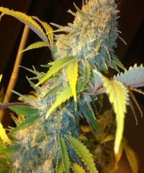 Northern Lights Express Auto Cannabis Seeds