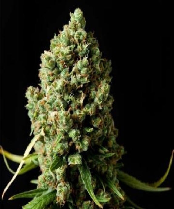 Original Skunk Cannabis Seeds