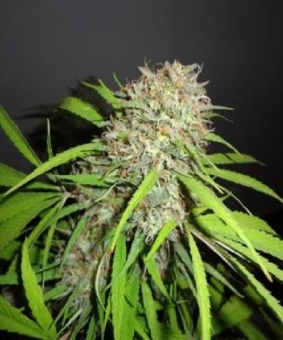 Original Skunk Express Auto Cannabis Seeds