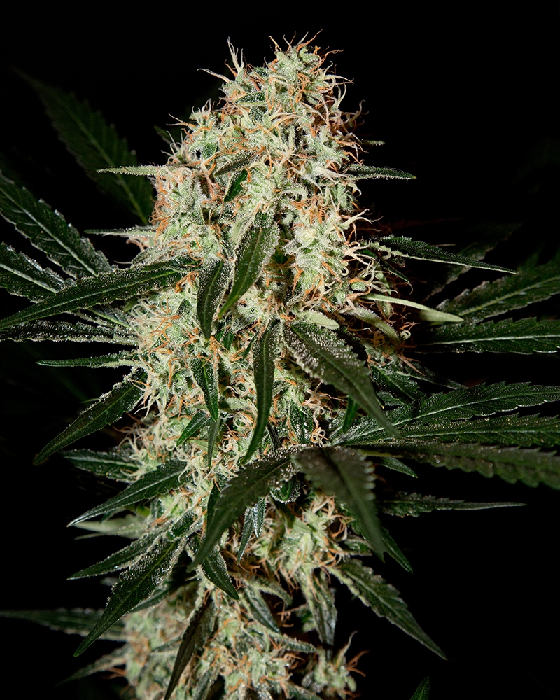 Arjan's Haze #3 Cannabis Seeds